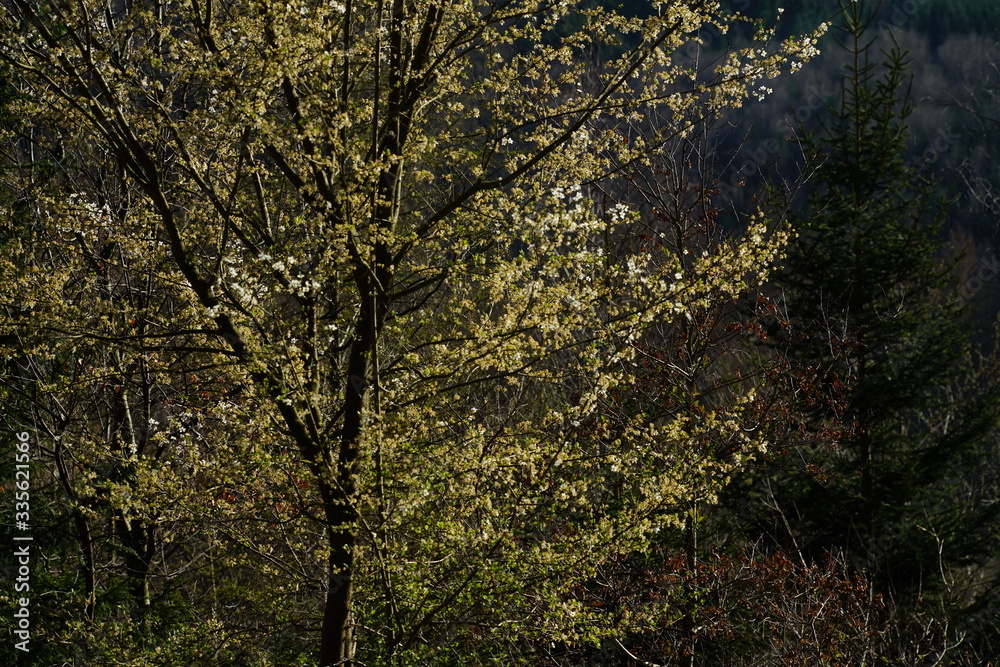 Fototapeta premium Wald zur Frühlings Zeit mit Sonnenlicht