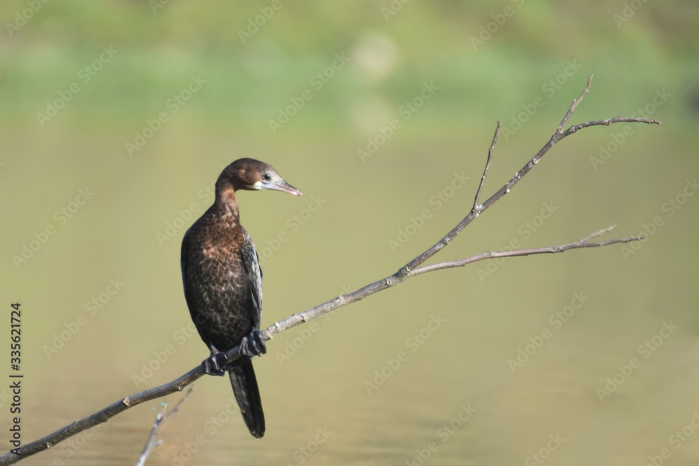 Fototapeta premium The little cormorant is a member of the cormorant family of seabirds. Slightly smaller than the Indian cormorant it lacks a peaked head and has a shorter beak.