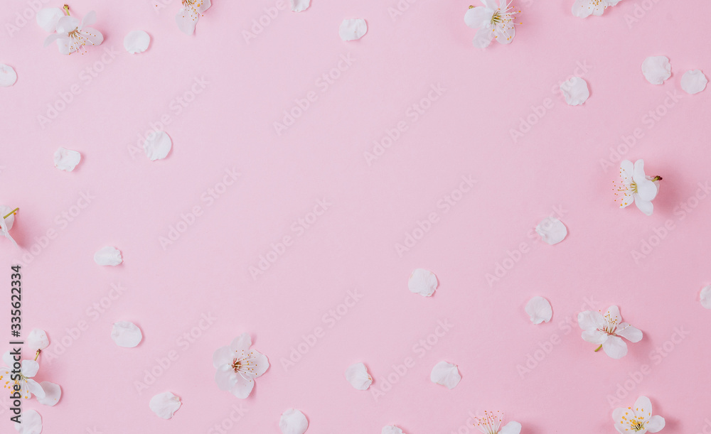 Flat lay of white petals of fruit tree flowers on pink background. Spring concept. Top view