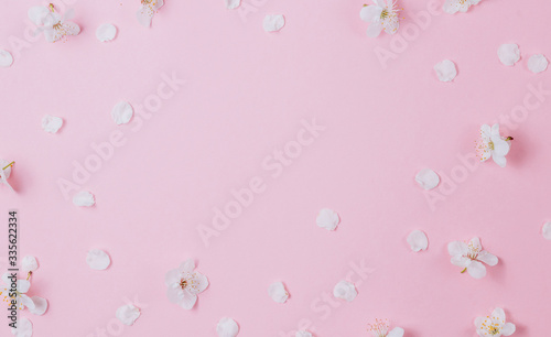 Flat lay of white petals of fruit tree flowers on pink background. Spring concept. Top view