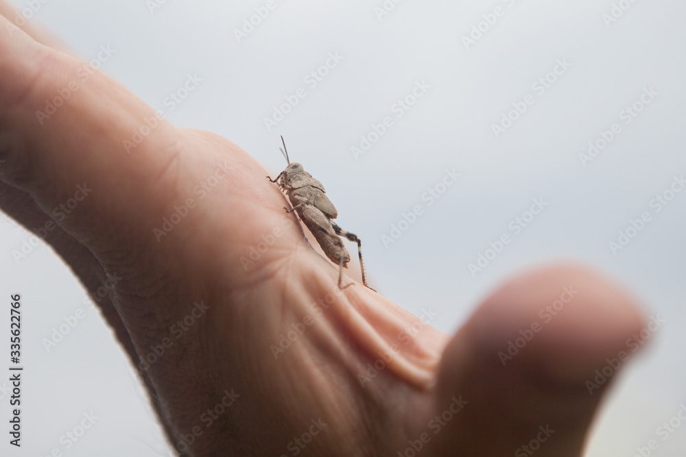 Obraz premium Langfühler-Dornschschrecke, Tetrix tenuicornis