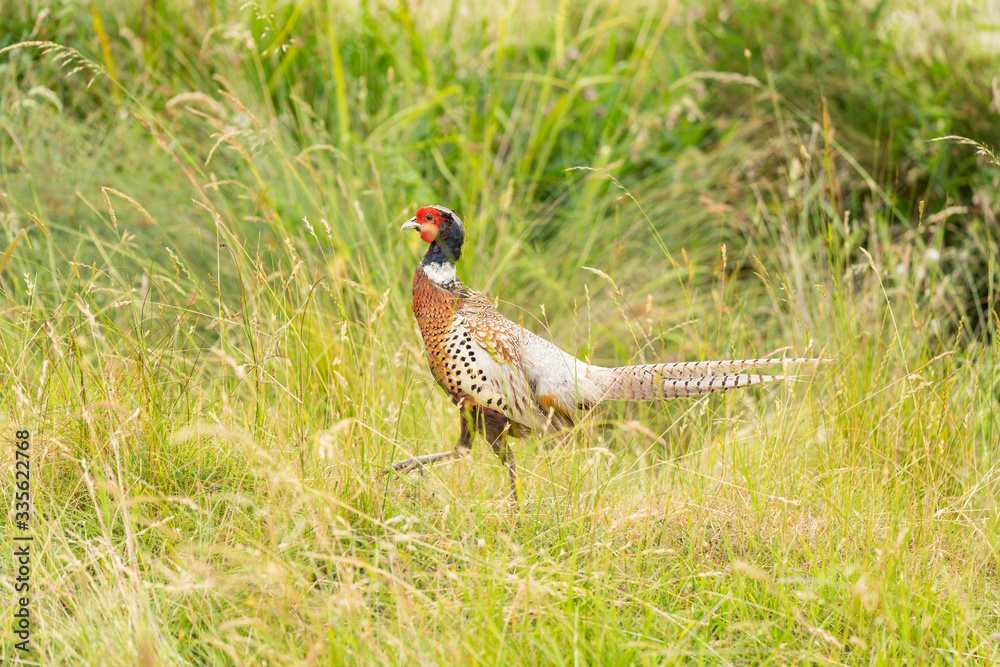 Single male pheasant strawling through the high grass Single male pheasant strawling through the high grass