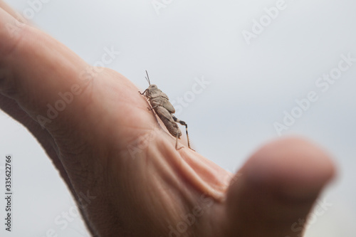 Langfühler-Dornschschrecke, Tetrix tenuicornis