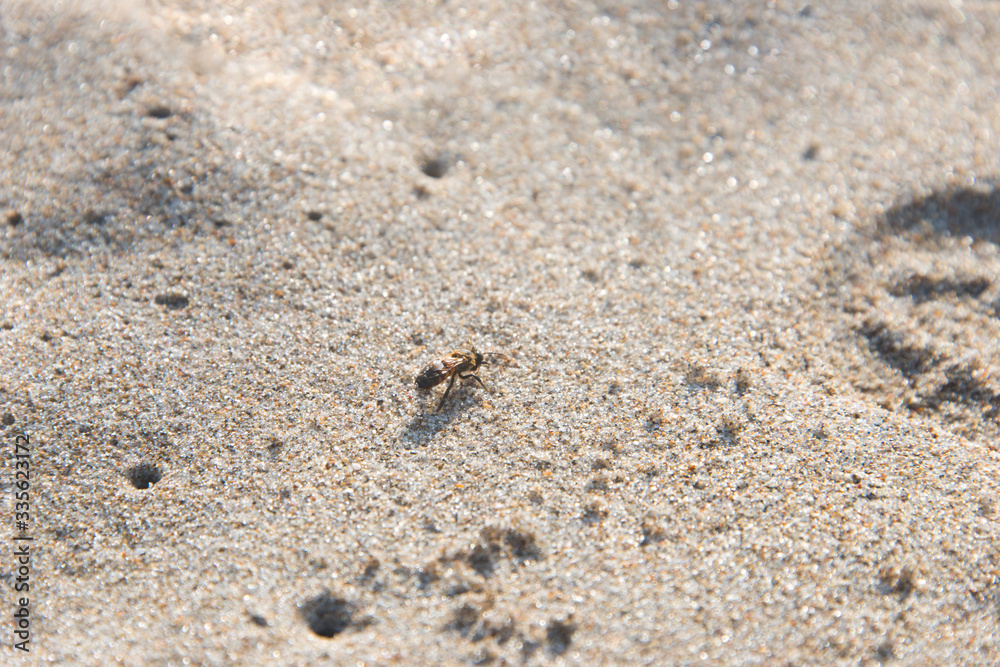 Bee in the Sand on the Beach