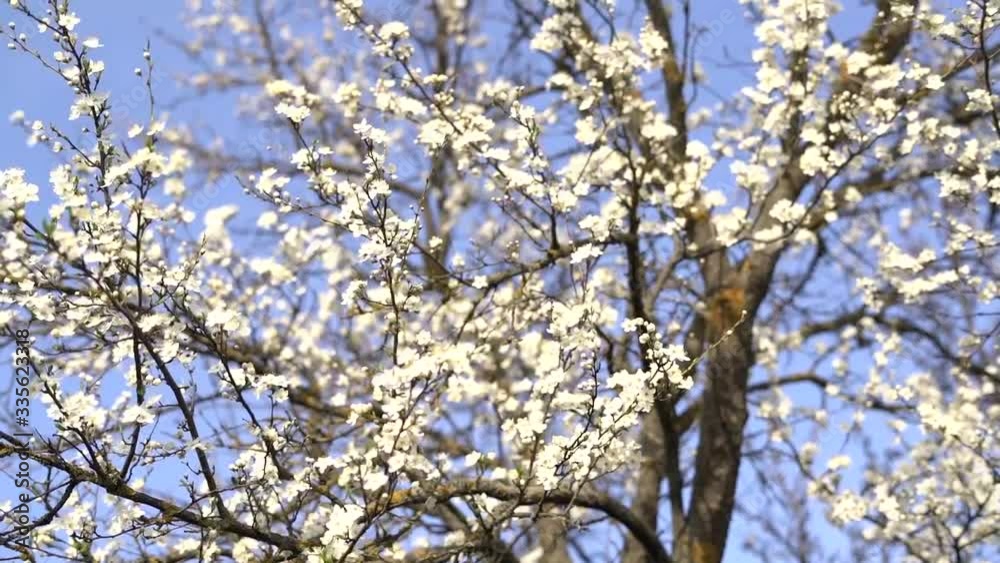 a lot of beautiful, delicate, white flowers blooming cherry plum on a tree branch, in the Botanical garden in the sun, in early spring a lot of beautiful, delicate, white flowers blooming cherry plum on a tree branch, in the Botanical garden in the sun, in early spring