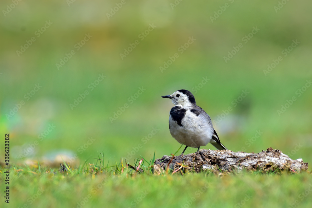 The white wagtail is a small passerine bird in the family Motacillidae, which also includes pipits and longclaws. The white wagtail is a small passerine bird in the family Motacillidae, which also includes pipits and longclaws.
