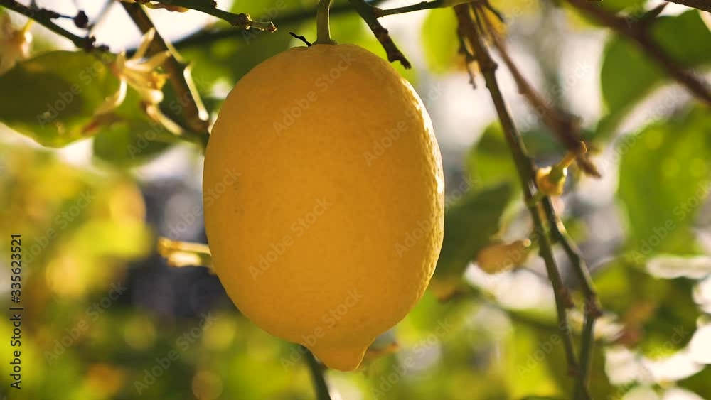 Closeup of Lemon Fruit on Tree in Sunlight