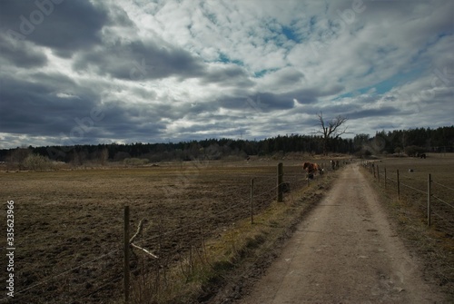 landscape before the rain on a horse farm