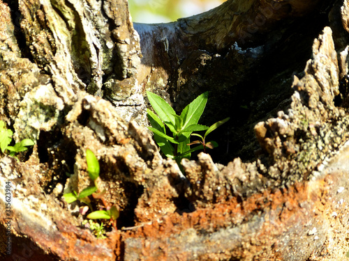 Plant grows in an old tree trunk