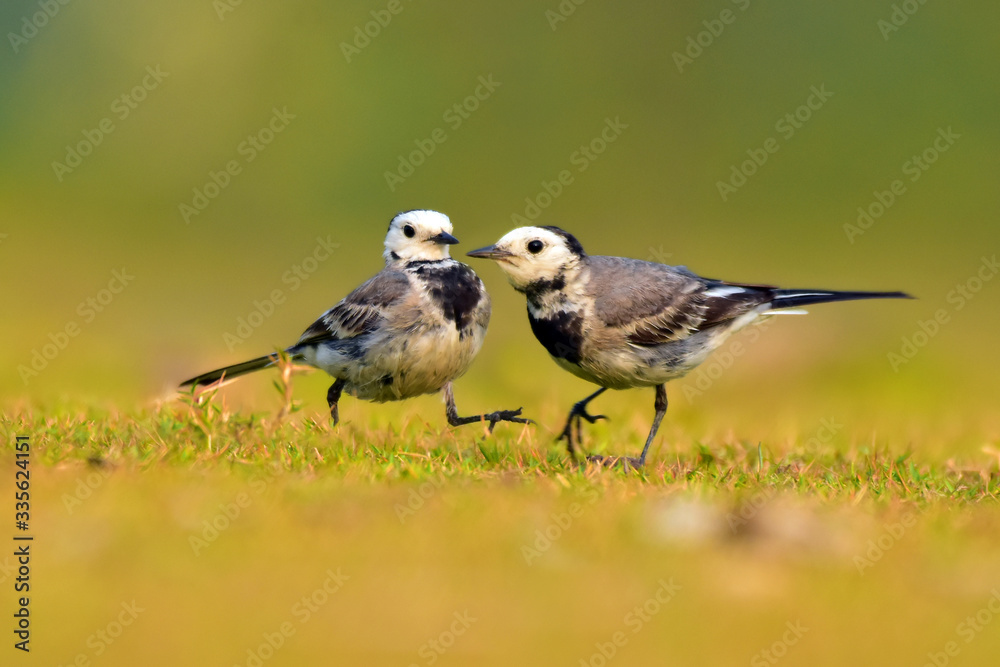 The white wagtail is a small passerine bird in the family Motacillidae, which also includes pipits and longclaws. The white wagtail is a small passerine bird in the family Motacillidae, which also includes pipits and longclaws.