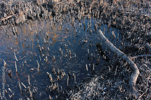 River shore after the fire. The remains of burnt reeds are reflected in dark water. Close-up. Environmental effects of burning dry grass