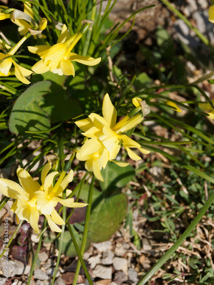 Obraz premium Narcisse des glénan ou narcisse larmes d'ange aux jolies fleurs parfumées et lumineuses jaune canari (Narcissus triandrus 'hawera')