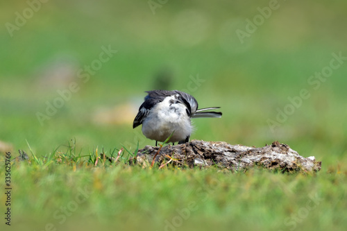 The white wagtail is a small passerine bird in the family Motacillidae, which also includes pipits and longclaws.