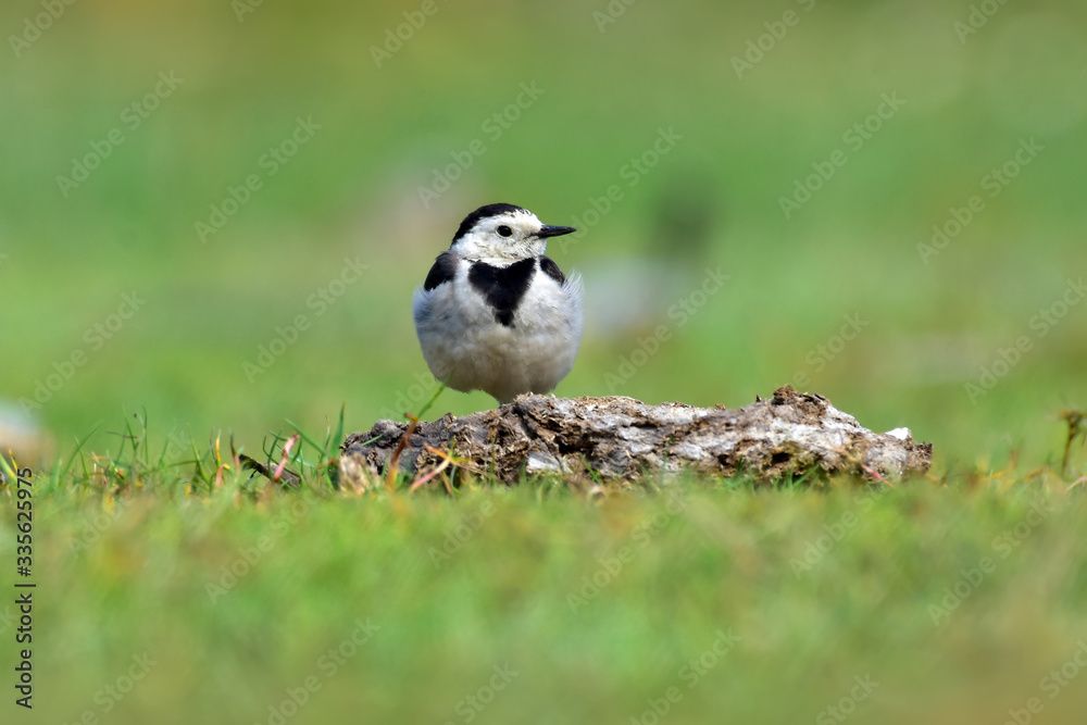 The white wagtail is a small passerine bird in the family Motacillidae, which also includes pipits and longclaws. The white wagtail is a small passerine bird in the family Motacillidae, which also includes pipits and longclaws.