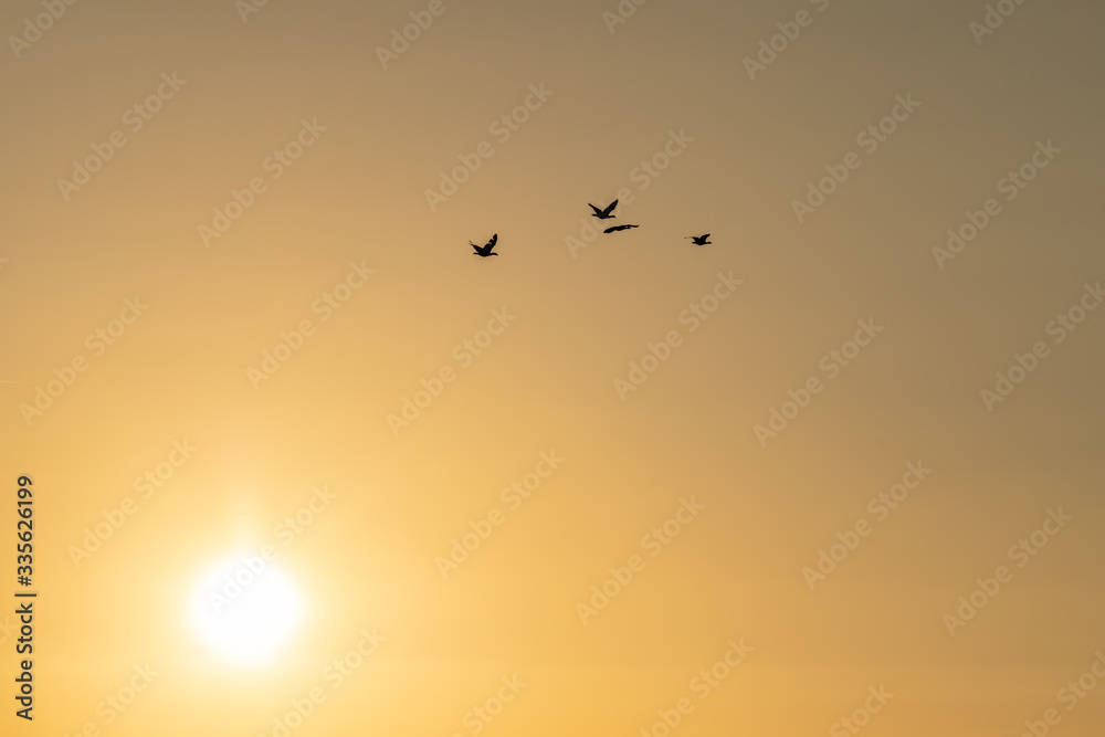 Silhouette of 4 geese flying to the high north with the setting sun. Here they will spend the summer.