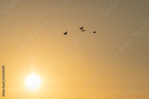 Silhouette of 4 geese flying to the high north with the setting sun. Here they will spend the summer.
