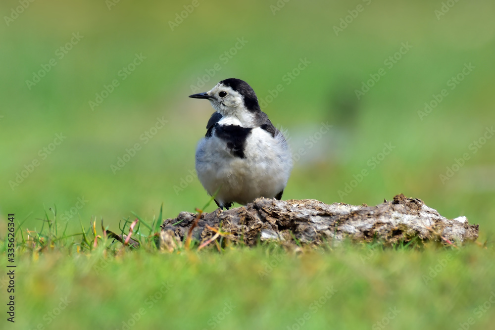 The white wagtail is a small passerine bird in the family Motacillidae, which also includes pipits and longclaws. The white wagtail is a small passerine bird in the family Motacillidae, which also includes pipits and longclaws.