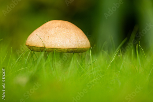 A Lone Mushroom Stands In Thin Green Grass