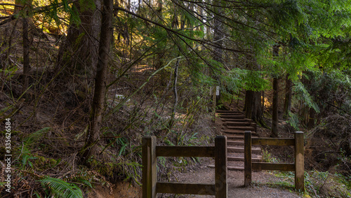 wooden style and steps on forest trail - BC 