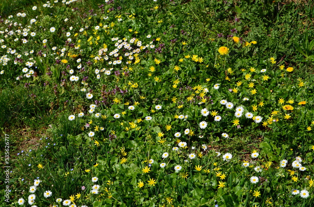 Hintergrund Frühlingswiese mit wilden Blumen