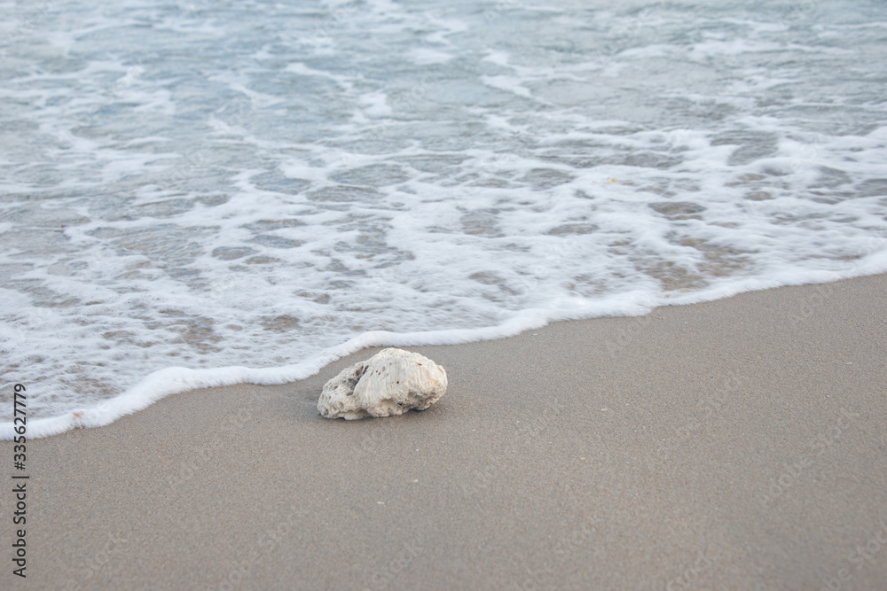 Coral Rock Washed Ashore on the Beach Coral Rock Washed Ashore on the Beach