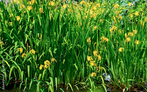 yellow flourishing water lilies