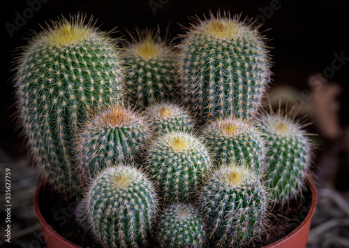 Cacti in a brown pot