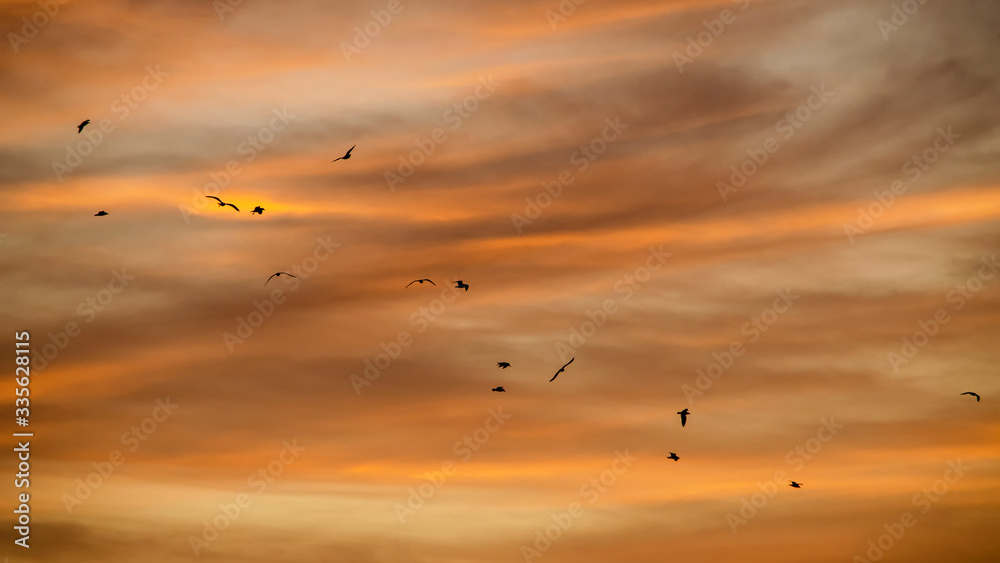 Imagen de una bandada de pájaros en un atardecer a cielo abierto Imagen de una bandada de pájaros en un atardecer a cielo abierto