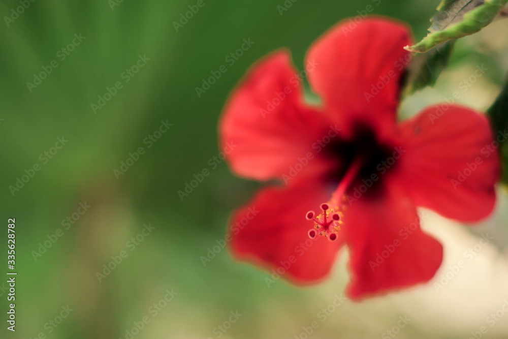 Red karkade flower in the garden. Hibiscus flower Red karkade flower in the garden. Hibiscus flower