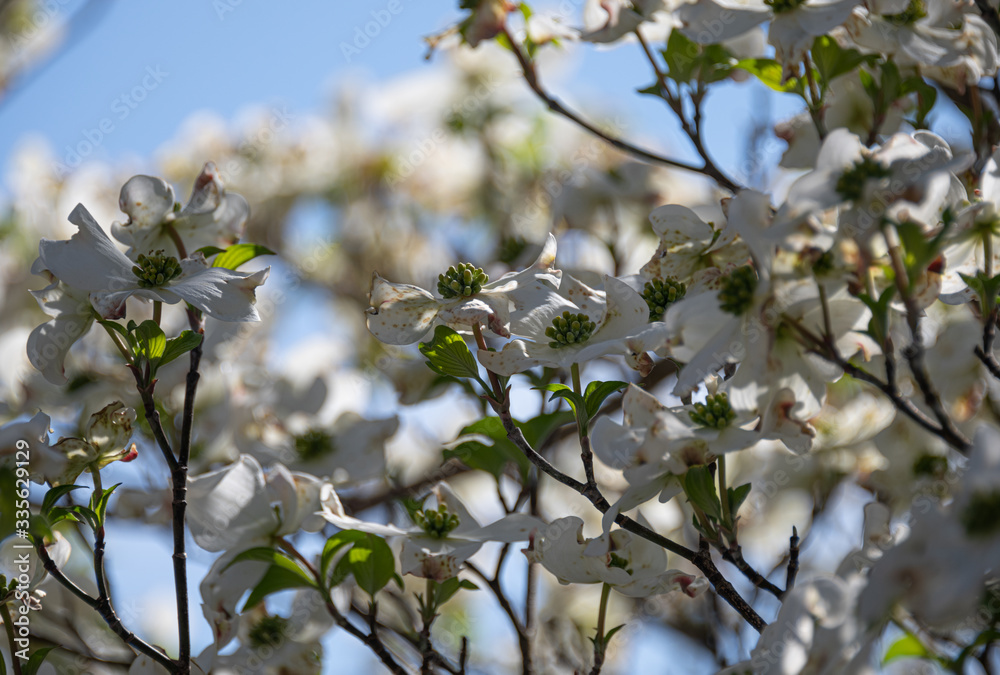 Fototapeta premium Flowering Dogwood Tree