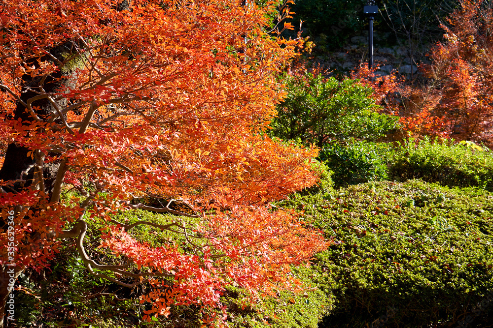 Trees started to change color in Japanese style garden