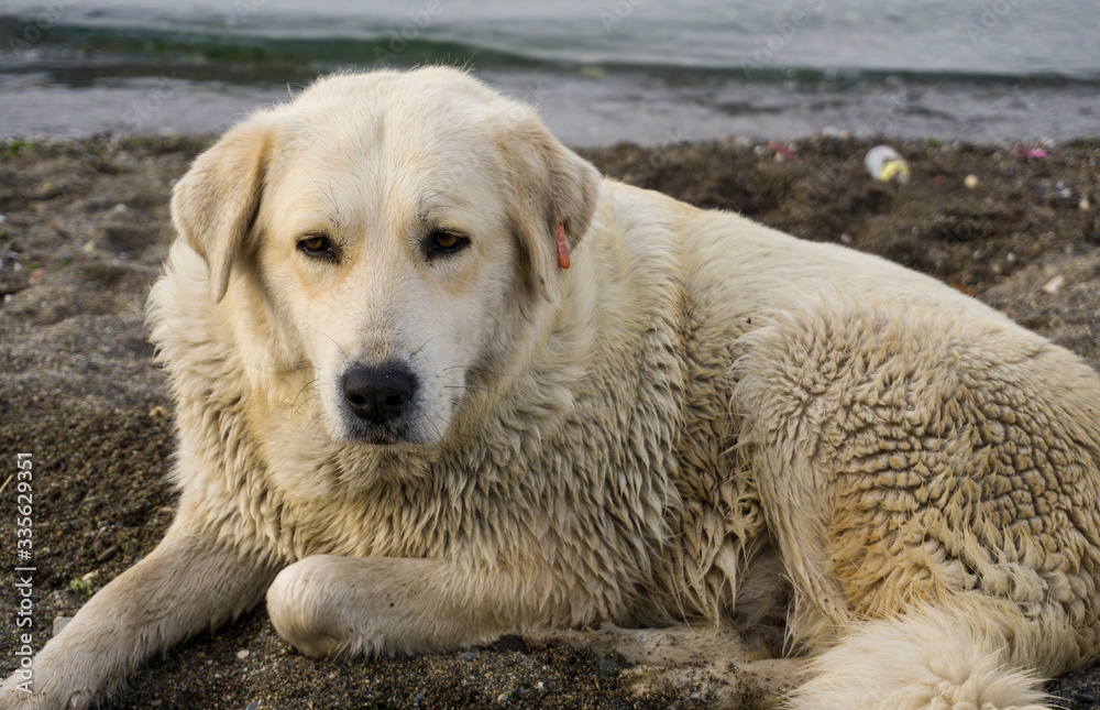 Golden Retriever Dog lying on beach and looking distant. Purebred dog on white background. Closeup of a brown Golden puppy sitting at seaside. Funny predator and carnivore animal on coastline. Golden Retriever Dog lying on beach and looking distant. Purebred dog on white background. Closeup of a brown Golden puppy sitting at seaside. Funny predator and carnivore animal on coastline.