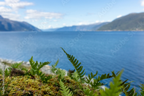 Young small green fern leaves close-up on coast of norwegian fjord with bright blue sky and water. Blurred botany natural background