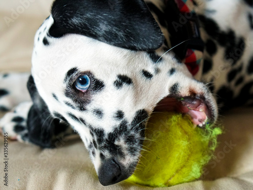 dálmata com olho azul roendo bola de tenis