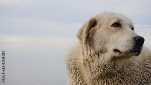 Golden Retriever Dog lying on beach and looking distant. Purebred dog isolated on white background. Closeup of a brown Golden puppy sitting at seaside. Funny predator and carnivore animal on coastline