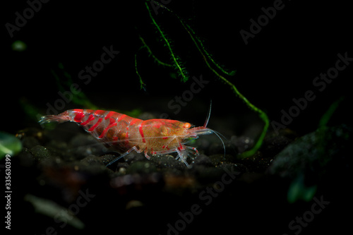 Red tiger shrimp orange eye aquarium nature underwater life