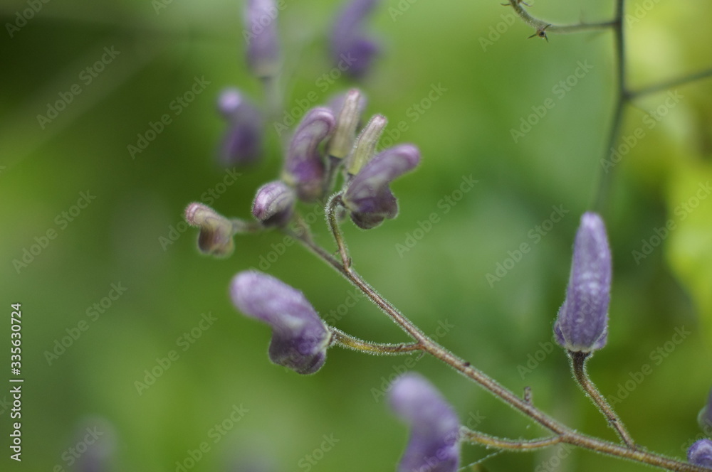 Forest flowers on a branch on a green blurred background Forest flowers on a branch on a green blurred background