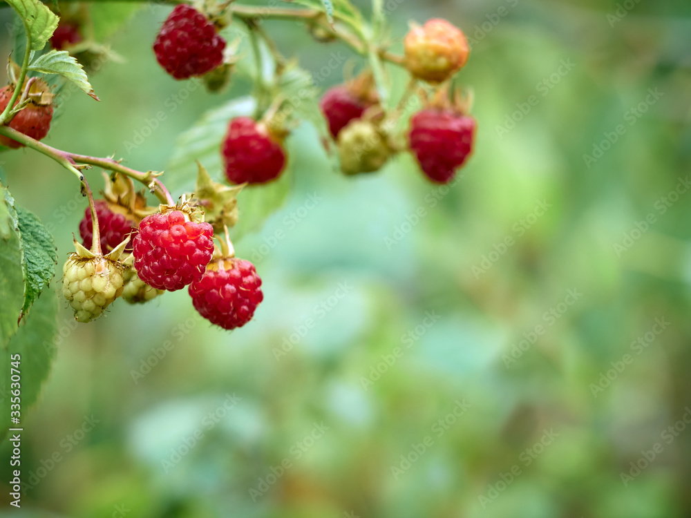 Red ripe raspberries in garden. Red ripe raspberries in garden.