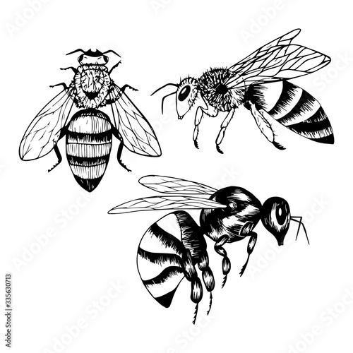 Set of insects, bees, wasps in doodle style. Black and white vector illustration. Insects are drawn by hand and isolated on a white background. Sketch. Side and top view. Outline drawing.