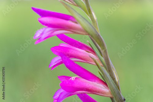 colorful macro shoot of flower