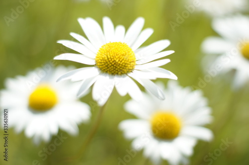 Daisies on a background of green grass 
