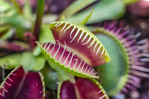 Macro shoot of a carnivorous plant