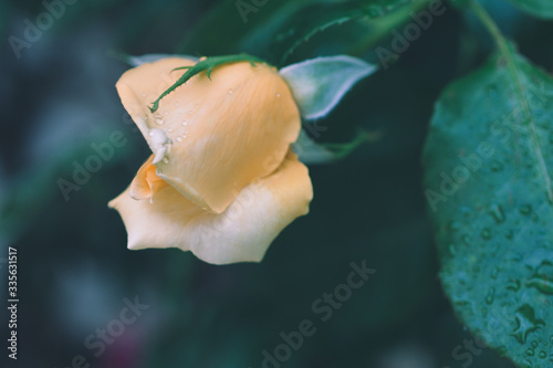 Close-up view of incredibly beautiful yellow rose in the garden. Natural background. Soft and vintage effect.