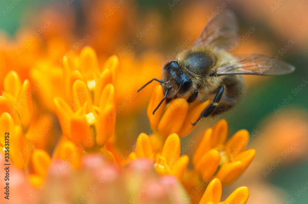 Pszczoła na kwiecie - obrazy, fototapety, plakaty 