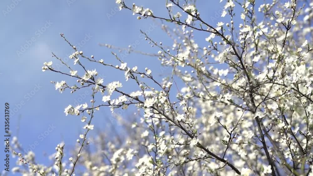 a lot of beautiful, delicate, white flowers blooming cherry plum on a tree branch, in the Botanical garden in the sun, in early spring a lot of beautiful, delicate, white flowers blooming cherry plum on a tree branch, in the Botanical garden in the sun, in early spring