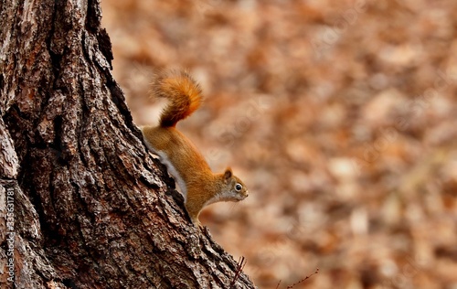 American red smallest squirrel. Wisconsin State Park.