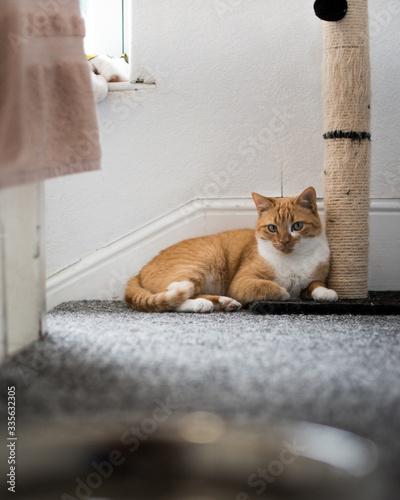 Portrait of an orange and white cat laying down on the carpet and looking warning behind a window inside a house of Bangor, Gwynedd, Wales, UK photo