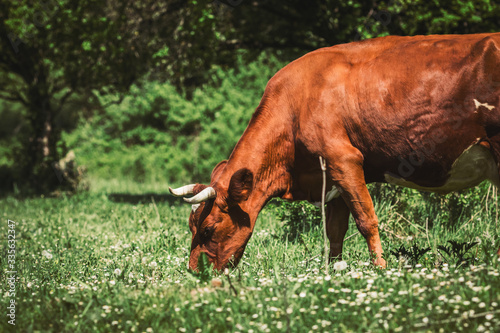 Red cow grazes in the meadow