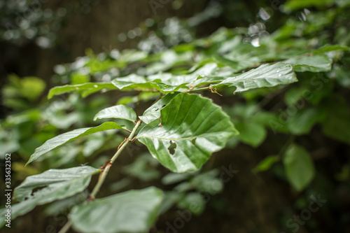 Closeup of green leaves with holes in a forest natural background, Bangor, Gwynedd, Wales, UK
