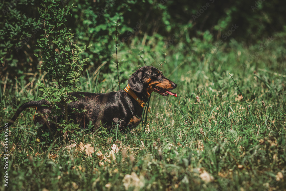 Dachshund dog in the grass